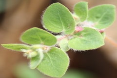 Euphorbia cristata
